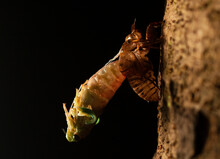 The Cicada Emerging 