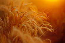 Ears Of Golden Wheat Close Up At Sunset. Growth Nature Harvest. Agriculture Farm.