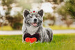 Japanese Akita dog holds a red heart in its paws