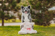 Funny cute Dog Japanese Akita holds a teddy bear in its paws in summer