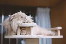 British Kitten Playing On New Cat Climbing Frame,and Sleeping On It When Tired
