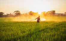 Farmer Working In The Field And Spraying Chemical Or Fertilizer To Young Rice Field In Sunset Time