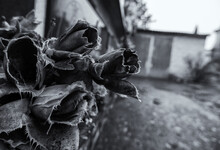 Dry Roses In Cemetery