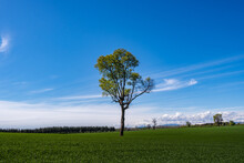 Lonely Tree In A Green Meadow
