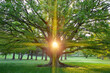 tree sunlight