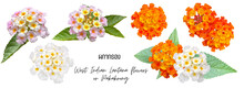 Flowers Cutout Png Transparent, West Indian Lantana Flowers Or ผกากรอง Pakakrong