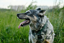 A Blue Heeler Stands On A Walk And Looks To The Side, Sticking Out His Tongue