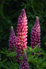Garden Lupin Blooming Pink And Red Plants In Summer Garden, Pink Flowers On Bokeh Green Background.