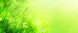 closeup of flowering grasses in an idyllic sunny green meadow on abstract blurred background with copy space, grass pollen allergy season concept
