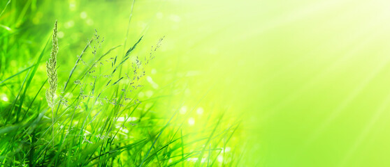 Wall Mural - closeup of flowering grasses in an idyllic sunny green meadow on abstract blurred background with copy space, grass pollen allergy season concept