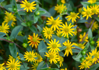 Wall Mural - Mexican creeping zinnia, Sanvitalia procumbens 