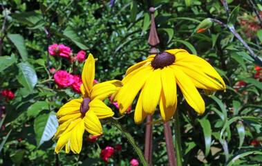 Side view of two sunlit Black-eyed Susan flowers, Derbyshire England
