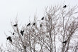 Crows Gathered In A Bare Tree In Winter