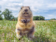 A gopher is looking at the camera and smiling in a grassy meadow. Selective focus. Close-up