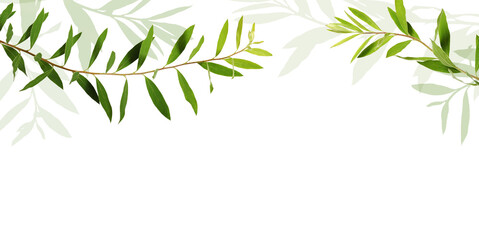 Wall Mural - twigs of spiraea with green leaves in a floral top border isolated on white or transparent backgroun