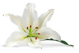 Single pure white lily head with copy space transparent png file
