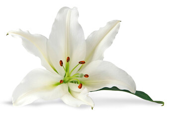 single pure white lily head with copy space transparent png file