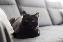 Charming Black Cat Resting On Sofa