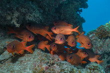 School Of Soldier Fish Near Corals