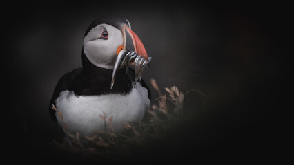 atlantic puffin