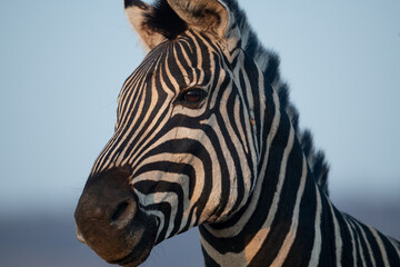 Wall Mural - Zebra and blue sky in South Africa