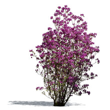 Blooming Rhododendron Or Azalea With Purple Blossoms Isolated On White Background