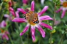 Anemone Hupehensis, Called «Prinz Heinrich». Flowers Of The Japanese Anemone, Anemone Hupehensis.Vanessa Cardui Butterfly Flower.