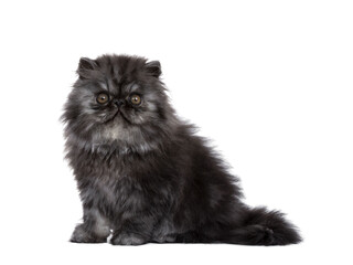 Wall Mural - Adorable fluffy black smoke Persian cat kitten, sitting side ways. Looking straight at camera with round brown eyes. Isolated cutout on transparent background.