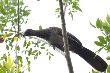 vulture perched on a branch