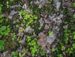 Bodentextur - Waldboden mit Klee mit Laub und Moos