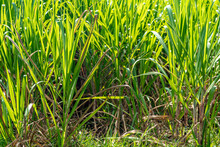 Field With Green Sugar Cane Plants
