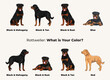 Rottweiler colors. Cute dog characters in various poses, design for print, adorable and cute cartoon vector set, in different poses. All popular colors. Dog Drawing collection set. Standing, sitting.