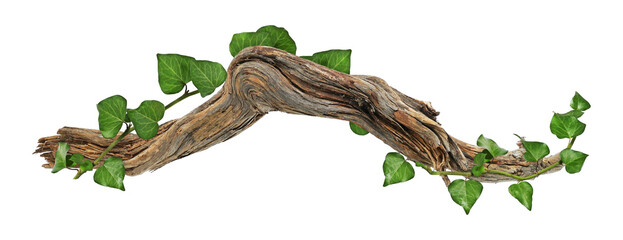 weave of ivy on piece of wood on transparent background