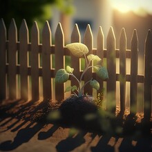  A Small Plant Growing Out Of A Dirt Mound In Front Of A Fence With A Sun Shining On It And A House In The Background With A Fenced In The Foreground, With.