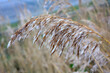 kwiatostan trawy zimą, grass inflorescences, trzcina zimą, Common Reed in winter, Phragmites australis 