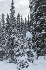 Wall Mural - Rocky Mountain near Lake Louise