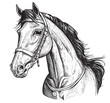 Beautiful horse head portrait hand drawn engraving sketch Vector illustration