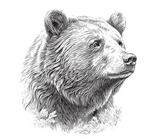 Beautiful Realistic Bear Portrait Hand Drawn Engraving Sketch Vector Illustration.