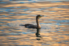 Cormorant Is Hunting In Sunset