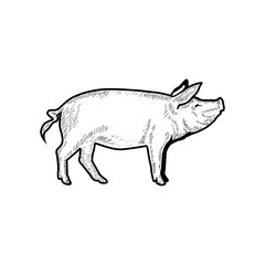 pig vintage logo