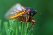 Periodical Cicada (17 Year Locust);  Maryland