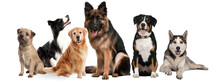 Group Of Dogs  Collection On Transparent Background