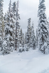 Wall Mural - Forest near Lake Louise in Banff Park