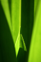 Wall Mural - pandan leaf texture, with flashes of light shining through, diagonally shaped
