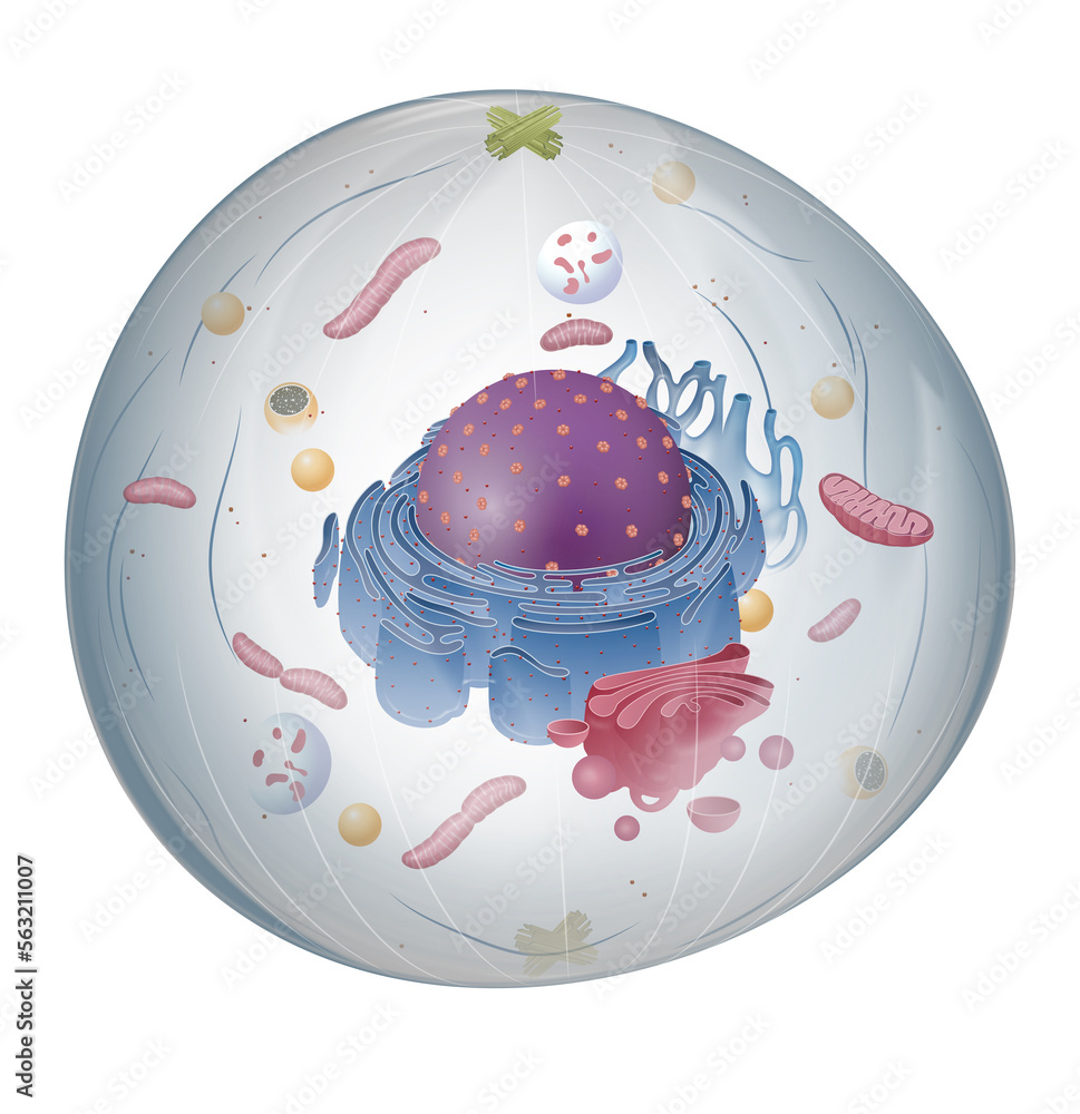 The structure of Animal cell Stock Illustration | Adobe Stock
