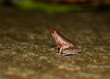 A dancing frog resting on a rock on a rainy day inside Agumbe rain forest