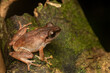 A common tree frog resting on top of a tree branch inside Agumbe Rain forest on a rainy evening