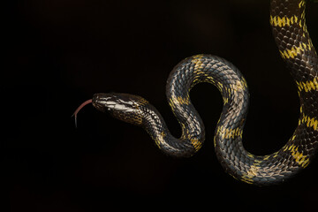 A Lycodon travancoricus aka travancore wolf snake resting on a branch inside Agumbe rain forest during a rainy evening