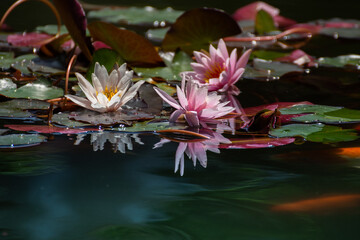 Wall Mural - a bee in a pink water lily on the lake in Bistrita, Romania, Nimfeacee (Water lilies) 