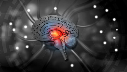 Wall Mural - Human brain cross section. 3d illustration..